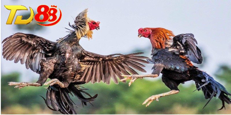 Loại hình cược gà phổ biến