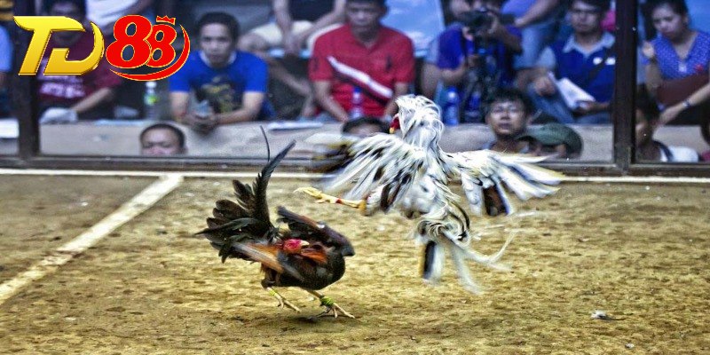 Tìm hiểu hình thức đá gà